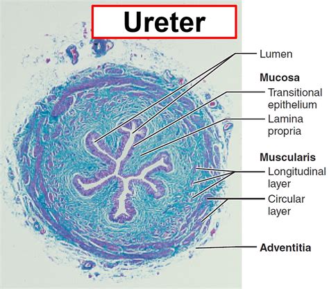 diagram of ureter slide 